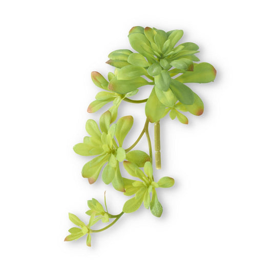 Echeveria Hanging Stem, 11in.L