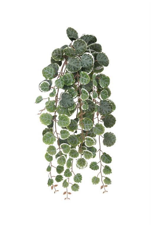 Trailing Vine with heart shaped glaucous greenpatterned  leaves edged in green . Leaves vary from  larger dark leaves at the top to smaller lighter green toward the ends.