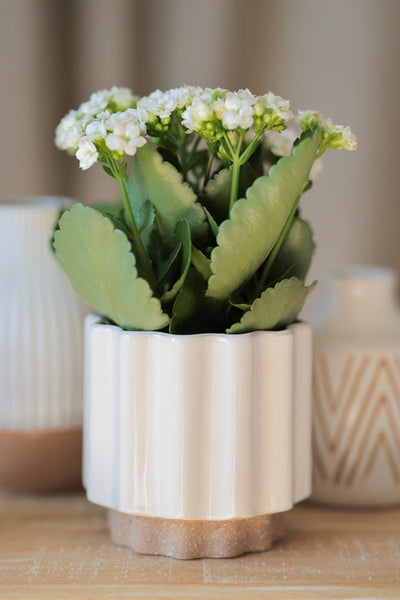 White Scalloped Planter Pot,  5.5"