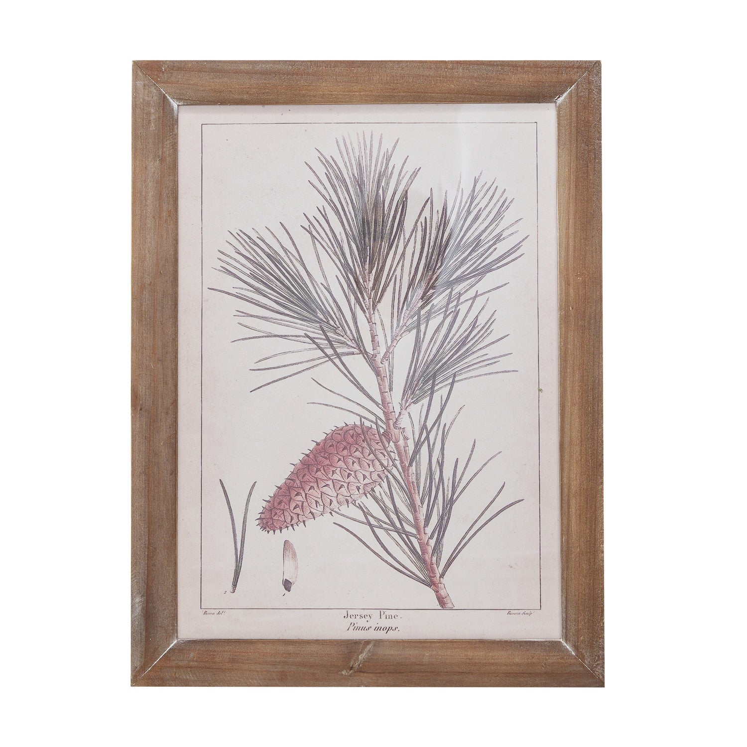 Jersey Pine Branch with Pinecone Reproduction Botanical Print in Wood Frame, 16in.H