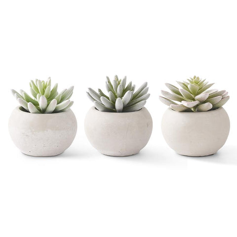Soft Fuzzy Succulent in Gray Cement Pot, 4in.H