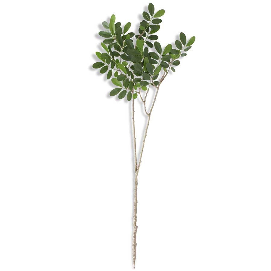 Ficus Green Island Branch, 30.5 Inch