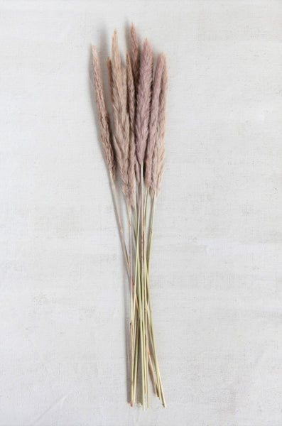 Dried Pampas Fountaing Grass in Mixed Hues of tan, Taupe, and Purple