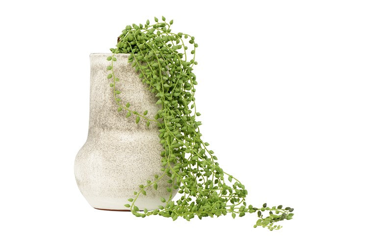 Baby’s Tears, Faux Succulent Vine 39”L