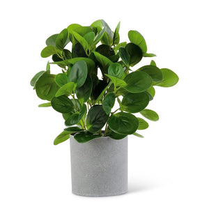 Watercress Foliage Plant in Gray Speckled Pot, 14 In. H