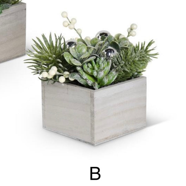 Winter Succulents Box