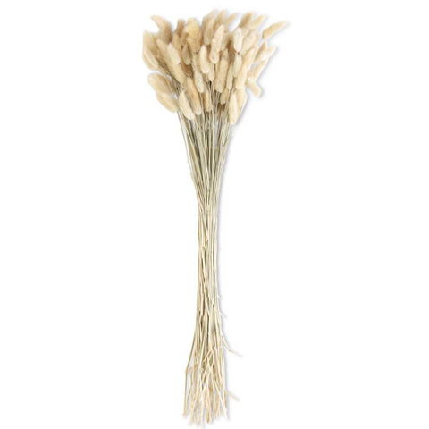 Natural Dried Bunny Tail Grass, 32 in. (Approx 100 Stems)