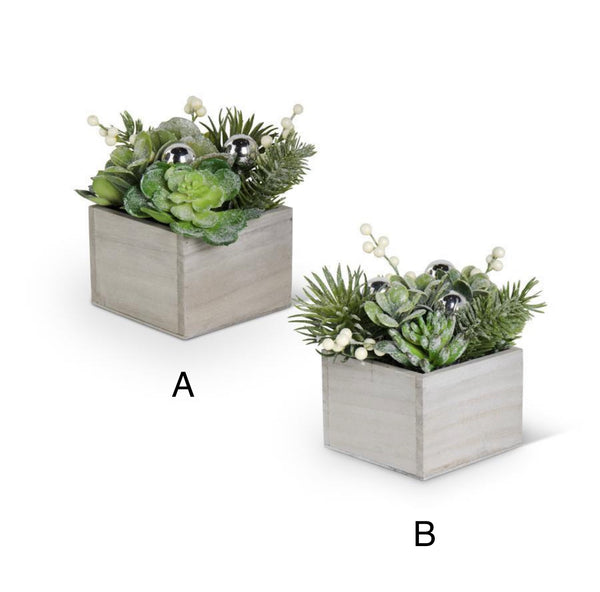 Winter Succulents Box